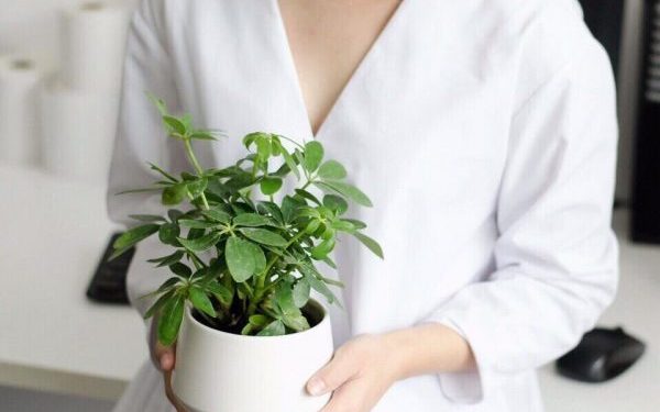 Mệnh Thủy Hợp Cây Gì Để Thu Tài Lộc, Tiền Đầy Túi? 1 menh-thuy-nen-trong-cay-gi-de-may-man-va-tai-loc