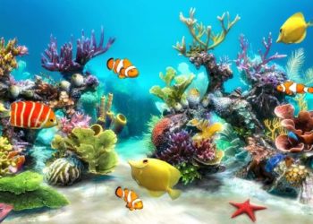 nuoi-ca-nhu-the-nao-may-man-va-thinh-vuong