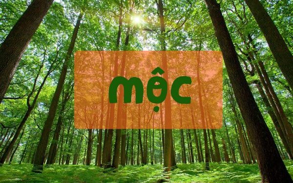 Mộc Khắc Gì? Mộc Hợp Gì? Mệnh Mộc Nên Làm Gì Để Thành Công? 1 menh-moc-khac-gi-trong-phong-thuy