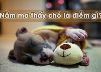 nam-mo-thay-cho-bao-hieu-diem-gì