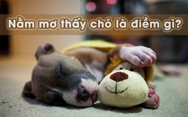 Nằm Mơ Thấy Chó Báo Hiệu Điềm Gì? Nên đánh số bao nhiêu? 1 nam-mo-thay-cho-bao-hieu-diem-gì