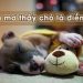 Nằm Mơ Thấy Chó Báo Hiệu Điềm Gì? Nên đánh số bao nhiêu? 18 nam-mo-thay-cho-bao-hieu-diem-gì