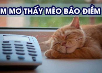 nam-mo-thay-meo-bao-hieu-diem-gi