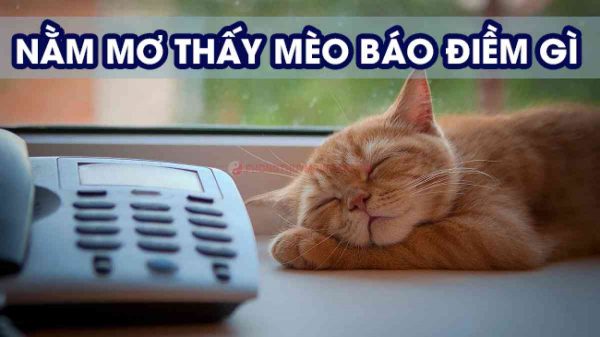 Nằm Mơ Thấy Mèo Là Điềm Lành Hay Xui? Đánh Số Bao Nhiêu? 1 nam-mo-thay-meo-bao-hieu-diem-gi