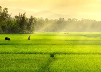 99+ BÀI TẬP LÀM VĂN MẪU LỚP 5 ĐỂ DÀNH HỌC CẢ NĂM