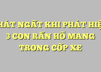 PHÁT NGẤT KHI PHÁT HIỆN 3 CON RẮN HỔ MANG TRONG CỐP XE