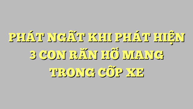 PHÁT NGẤT KHI PHÁT HIỆN 3 CON RẮN HỔ MANG TRONG CỐP XE 1 PHÁT NGẤT KHI PHÁT HIỆN 3 CON RẮN HỔ MANG TRONG CỐP XE