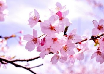 CÁC LOÀI HOA CÓ SỨC HẤP DẪN “HƠN CẢ” PHỤ NỮ ĐẸP KHIẾN CÁNH ĐÀN ÔNG “MÊ MẪN”