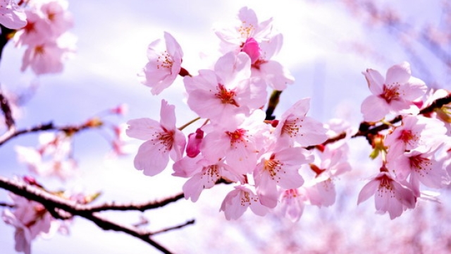 CÁC LOÀI HOA CÓ SỨC HẤP DẪN “HƠN CẢ” PHỤ NỮ ĐẸP KHIẾN CÁNH ĐÀN ÔNG “MÊ MẪN” 1 CÁC LOÀI HOA CÓ SỨC HẤP DẪN “HƠN CẢ” PHỤ NỮ ĐẸP KHIẾN CÁNH ĐÀN ÔNG “MÊ MẪN”