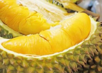 SẦU RIÊNG – “VUA CỦA CÁC LOẠI TRÁI CÂY” Ở ĐÔNG NAM Á VÀ NHỮNG TRẢI NGHIỆM THÚ VỊ CỦA NGƯỜI Á-ÂU